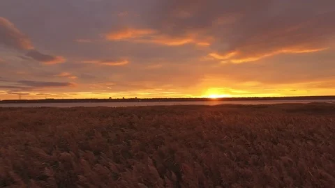 Drone's view flying low over reeds field and lake Stock Footage 87805306