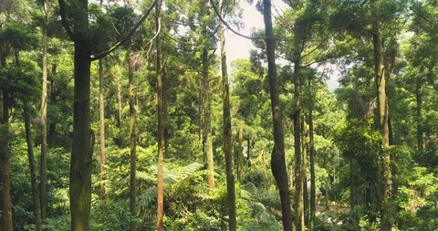 Drone's viewpoint in the wood Stock Footage 128244872