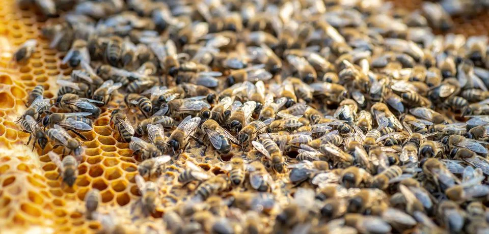 Drones on a wax frame surrounded by bee colonies. Beekeeping. Growing drones to Stock Photos