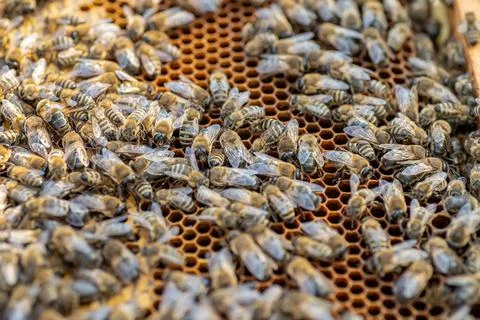 Drones on a wax frame surrounded by bee colonies. Beekeeping. Growing drones to Stock Photos