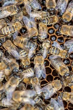 Drones on a wax frame surrounded by bee colonies. Beekeeping. Growing drones to Foto stock