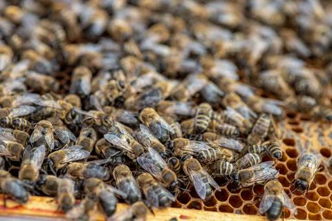 Drones on a wax frame surrounded by bee colonies. Beekeeping. Growing drones to Stock Photos