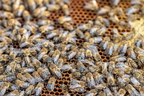 Drones on a wax frame surrounded by bee colonies. Beekeeping. Growing drones to Stock Photos