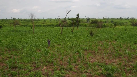 Droneshot Ekiti Cornfarm Stock Footage 101217364