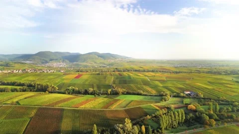 Droneshot of Green Fields and Mountains in the background (golden hour) Vídeos de archivo 159890952