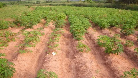 Droneshot IITA Cassavafarm Stock Footage 101201032