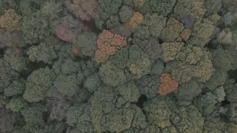 Droneshot of mixed forest 库存影片 243505694