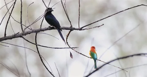Drongo and beeeater perched on branches, blurred background, vibrant Stock Footage 303794824