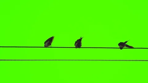Drongo bird flock on electric cable line on green screen, bird actions in nature Stock Footage 126726414
