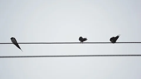 Drongo bird flock on electric cable line on white grey screen, bird action and s Stock Footage 126726439