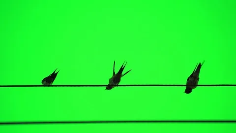 Drongo bird flock on electric cable line on green screen, bird actions in nature Vidéo 126726497