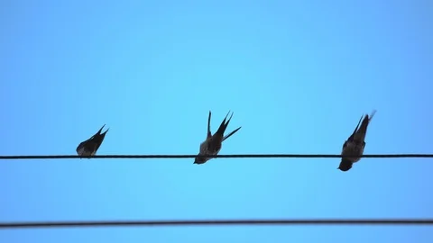 Drongo bird flock on electric cable line on blue sky screen, bird action and sta 库存影片 126726517