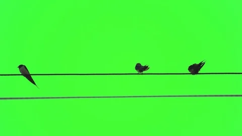 Drongo bird flock on electric cable line on green screen, bird actions in nature Vídeo Stock 126726518