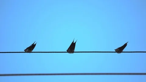 Drongo bird flock on electric cable line on blue sky screen, bird action and sta Stock Footage 126726640