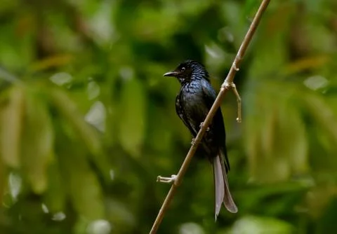 Drongo bird image Stock Photos