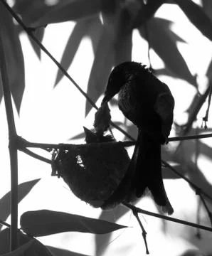 Drongo bird image Stock Photos