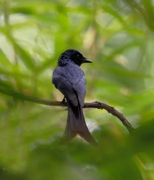 Drongo bird image Stock Photos