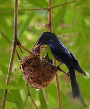 Drongo bird image Stock Photos