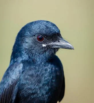 Drongo Bird Stock Photos