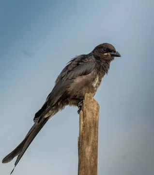 Drongo bird Stock Photos