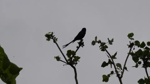 A Drongo bird silhouette on branch Stock Footage 319930241