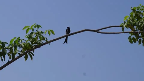 Drongo birds Vídeos de archivo 291235090