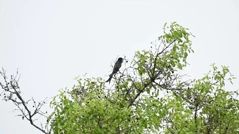 Drongo cuckoo looking beautiful against the blue sky in Bandipur national park Stock Footage 279071083