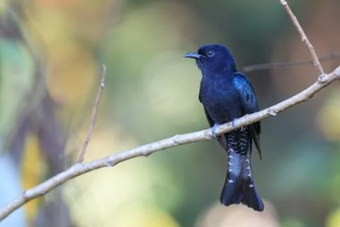 Drongo Cuckoo resting on a perch Stock Photos
