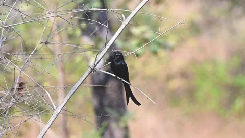 Drongo elegantly perched on a thin stem in Tadoba national park Stock Footage 330400258