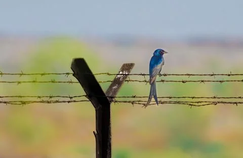Drongo Stock Photos