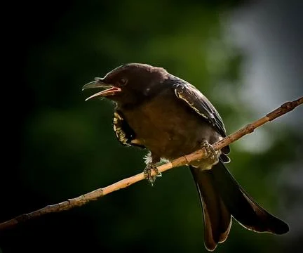 Drongo Stock Photos