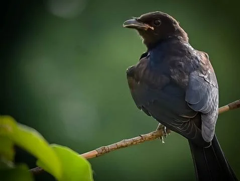 Drongo Foto stock