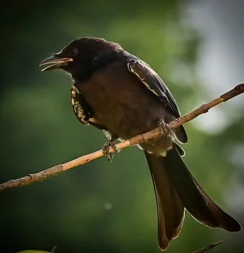 Drongo Stock Photos