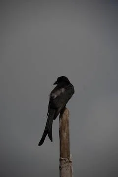 Drongo Stock Photos