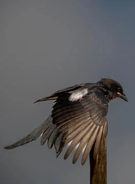 Drongo Stock Photos