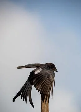 Drongo Foto stock