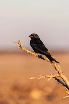 A Drongo stiing on a branch Stock Photos