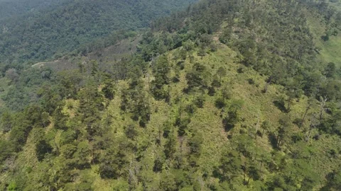 Dronie reveal of remote pine mountains in Chu Yang Sin range 스톡 동영상 337345054