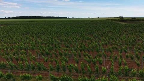 Dronie Shot Over Vineyard Fields Near Vistuk, Slovakia Stock Footage 341326493