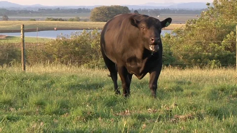 A drooling bull Vídeo Stock 100401514