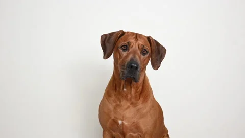 Drooling Rhodesian ridgeback dog waiting for food Stock Footage 145399900