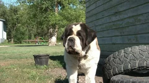 Drooling St. Bernard Dog Vidéo 12577700