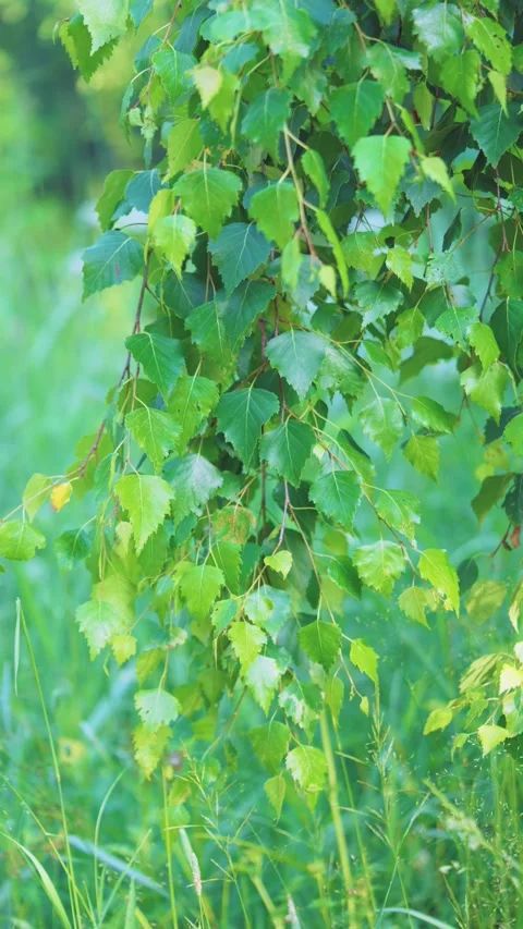 Drooping birch branches with dense green leaves over grassy meadow, gentle repos Stock Footage 342053424