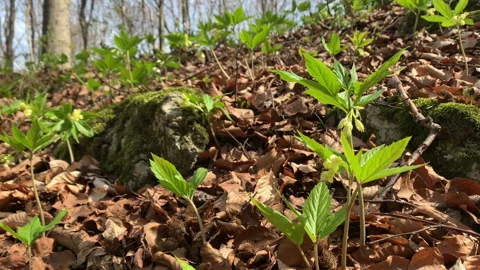 Drooping bittercress bloom in the beech forest. Vídeo Stock 153479399