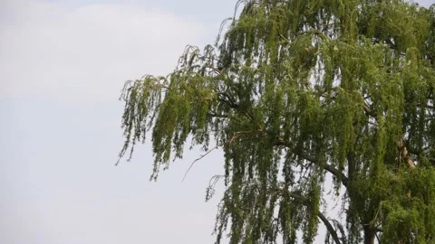 Drooping branches of beautiful weeping willow tree in the wind. Close up Stock Footage 229771990