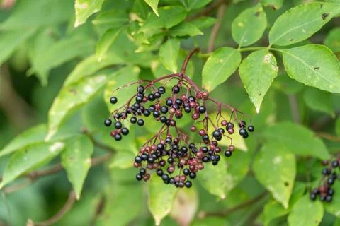 Drooping cluster of black elderberries on red stems Stock Photos