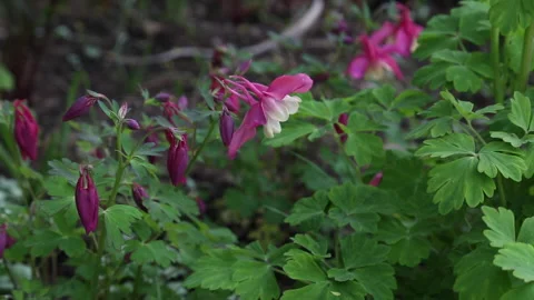DROOPING FLOWERS Stock Footage 183091259