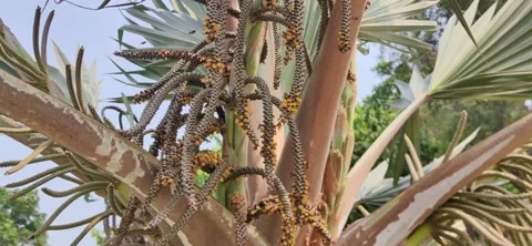 The drooping inflorescences of Bismarck Palm. Stock Footage 337213427