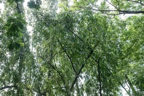 Drooping leafy canopy above a green park with tropical mood Stock Photos