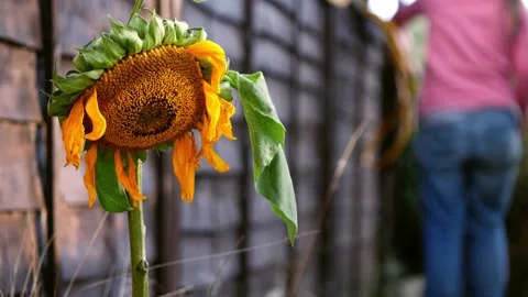 Drooping sad sunflower at the end of summer wide shot Stock Footage 217367807